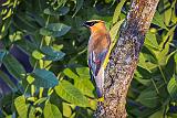 Cedar Waxwing_DSCF4432